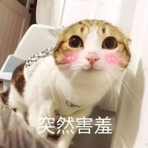 猫咪人脸表情包，萌态情感共鸣的完美融合