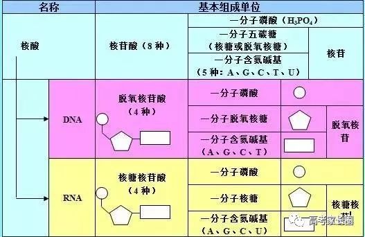 阳光暴露时长对身体功能支持的影响分析