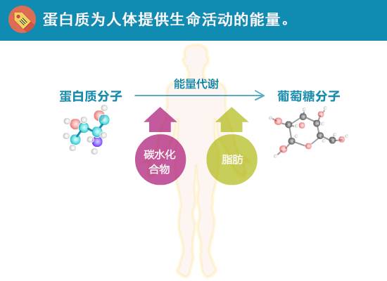 食物组合对能量吸收效率的科学解析