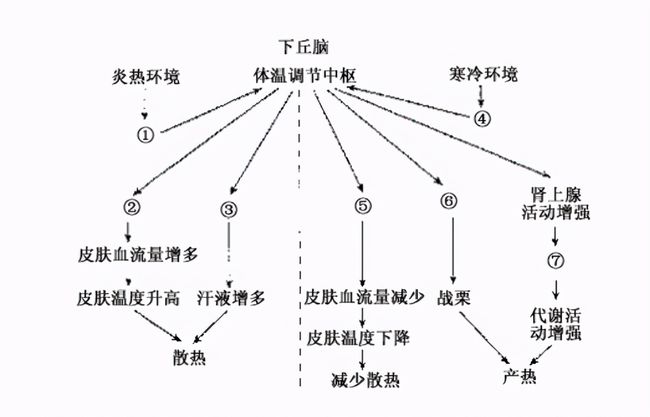 冷风暴露对体温调节与呼吸节奏的积极影响研究