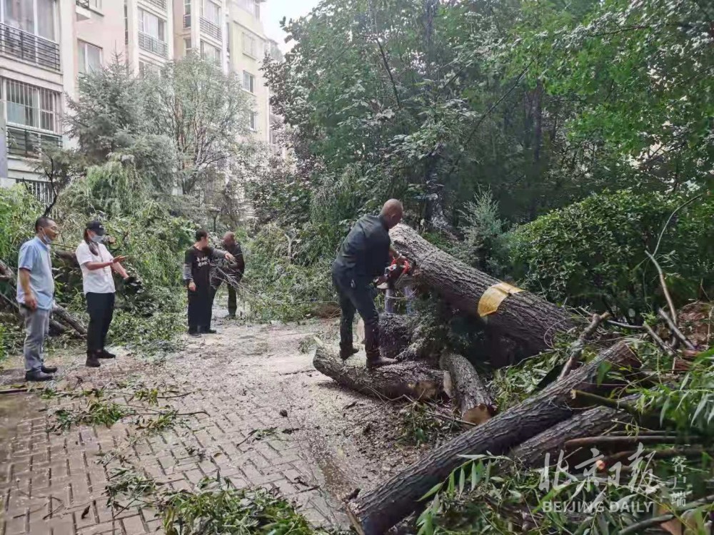 南宁小区老人遭枯树意外砸伤事件