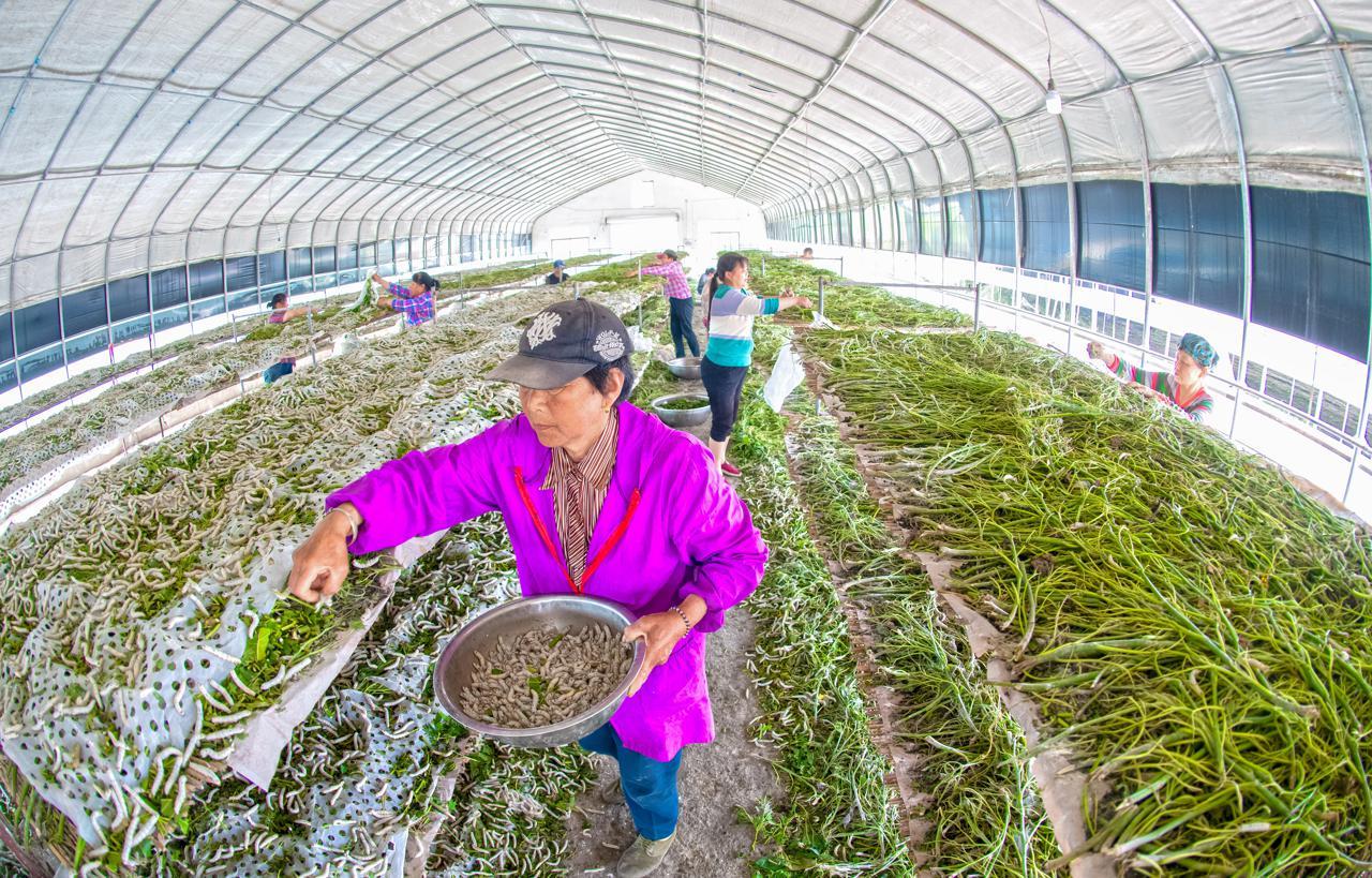 智能化农场，提升粮食生产效率与质量的创新之路