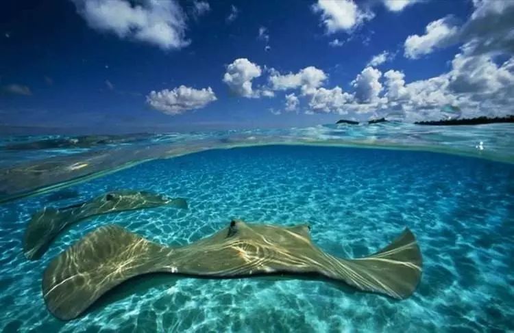 沙滩清洁计划对海洋生物多样性的深远影响