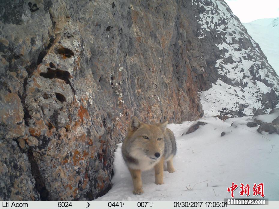 高山野生动物保护与人类活动的和谐共生之道