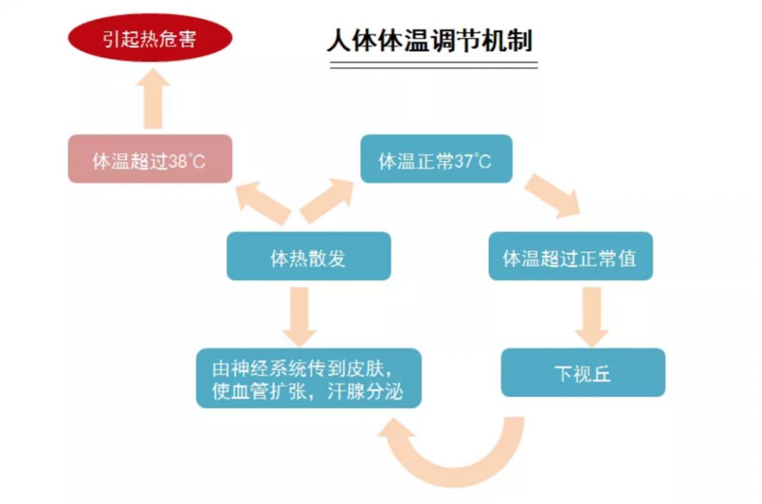 体温微调对日常活力的影响与意义