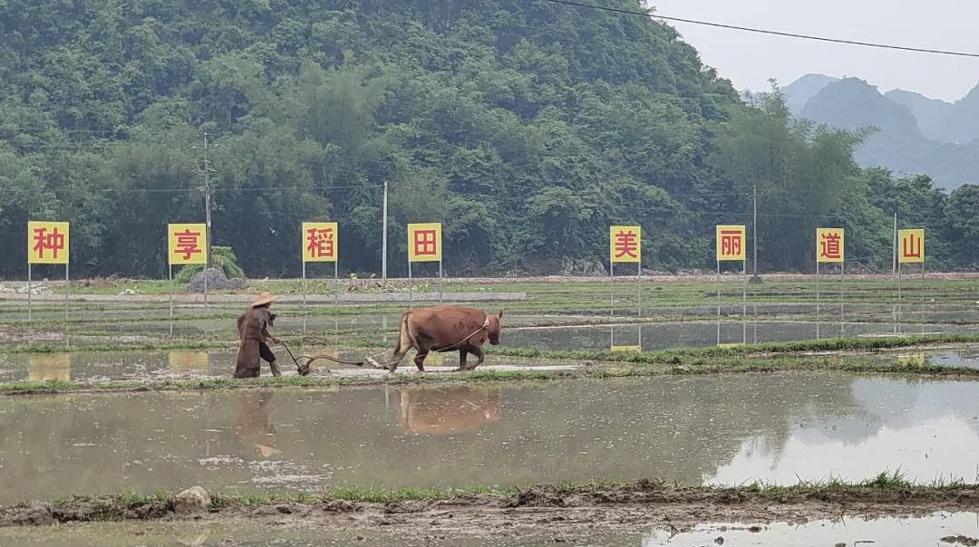 稻田劳作的和谐之旅，身心联动的自然体验