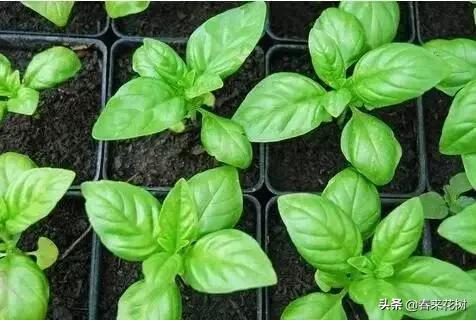 香料植物窗台摆设，美学与功能的完美结合