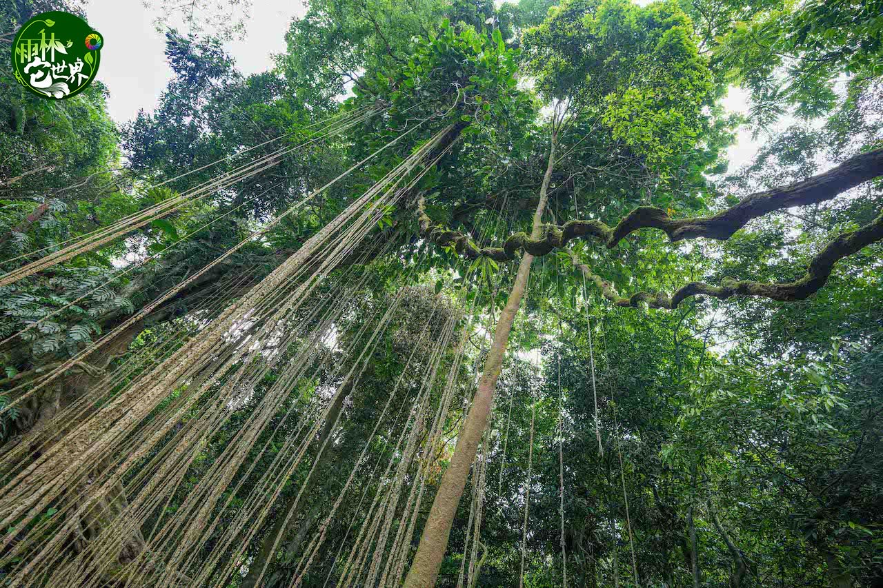 热带雨林区域的文化教育与社区经济影响研究