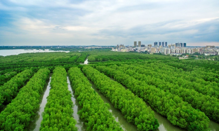 滨海森林区生态系统保护与社区经济联动，构建和谐共生模式