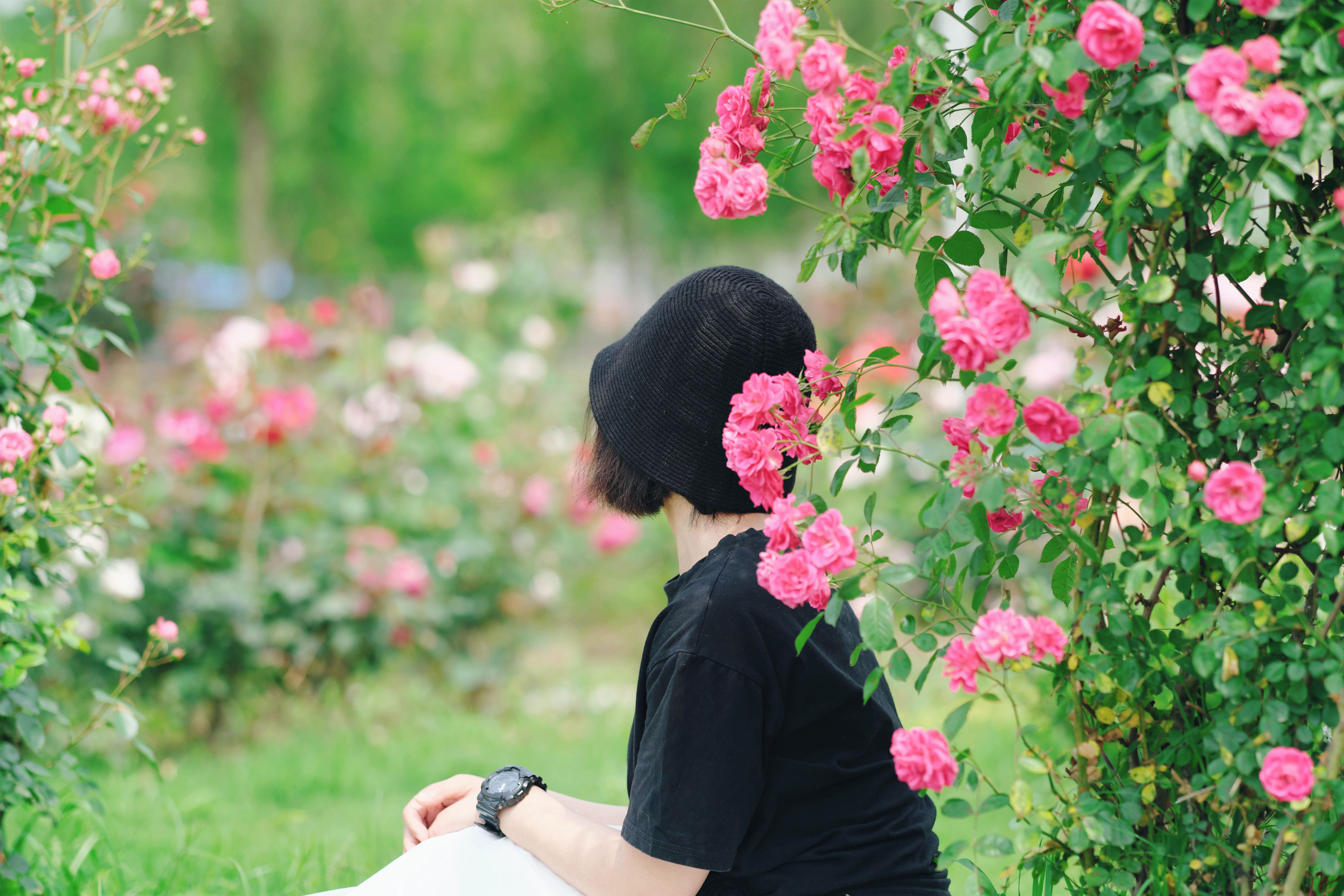 篱间蔷薇花瓣轻舞肩头的美妙瞬间