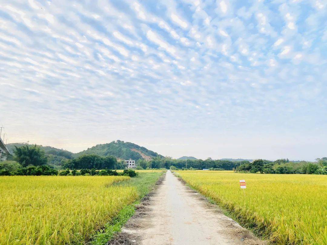 乡间稻香，深呼吸感受宁静与美好时光