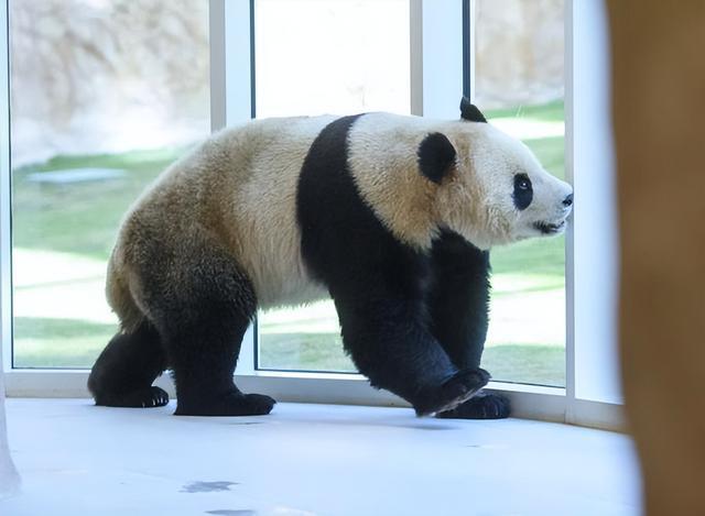 中东与拉美地区熊猫债的发行及其影响探究