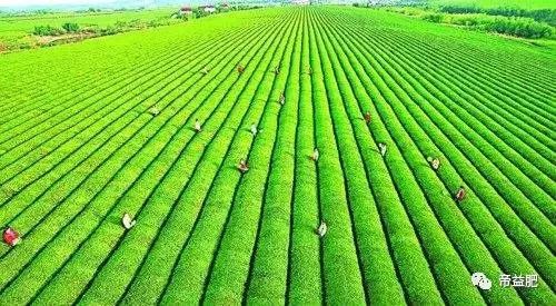 木本植物的多功能性与生态农业模式探究