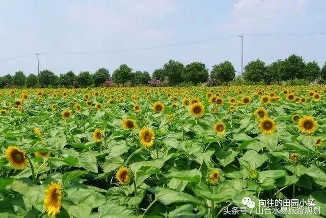 木本植物多样性与农业生态化发展的紧密关联