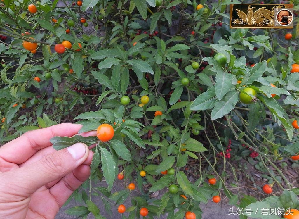 木本植物成长模式与生态环境的协同适应之道