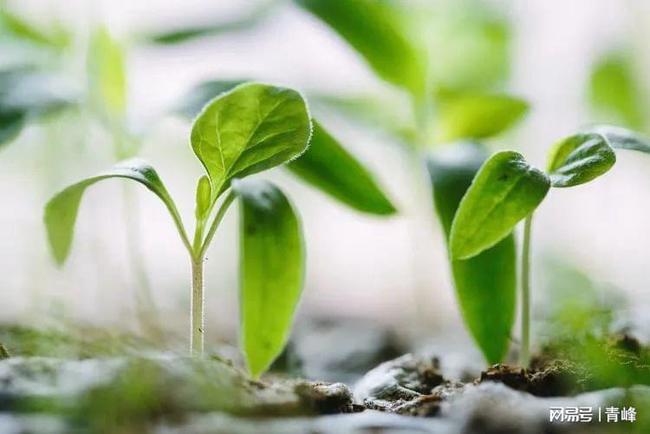 木本植物对农业生态系统多样性的重要作用