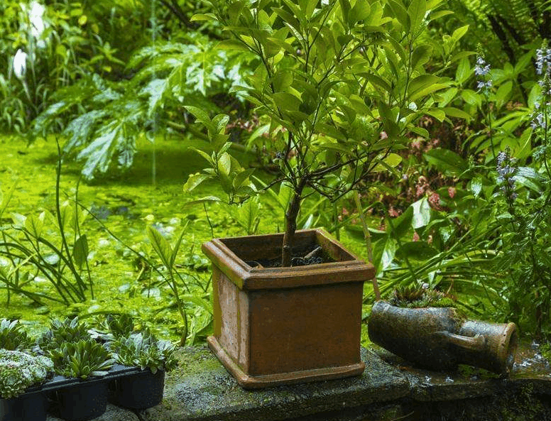 木本植物的全球生态价值及绿色行动倡导意义