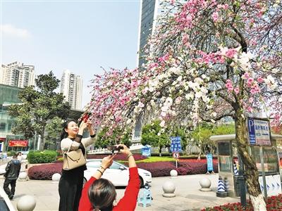 木本植物在城市绿化中的贡献、挑战与前景分析