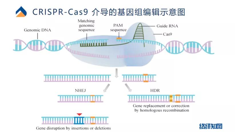 基因编辑技术在精准治疗中的潜力探索