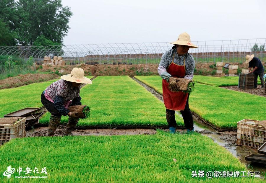 农村合作社助力农业品牌化，助农增收成效显著