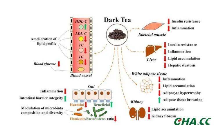 动物体内微生物研究揭示健康奥秘