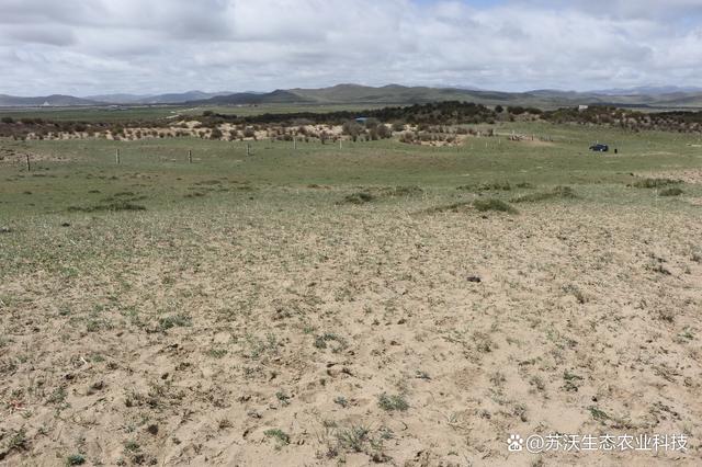 天然草地退化引发全球生态修复热潮，全球行动与应对策略