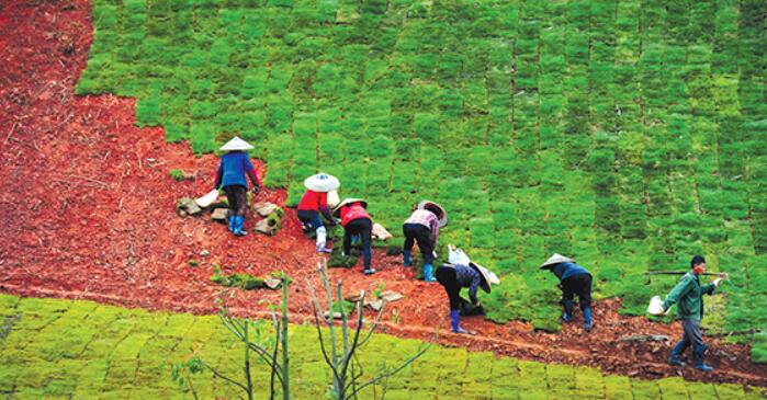 原生植被恢复计划对土壤质量的改善研究，土壤质量提升与生态平衡重塑的探索