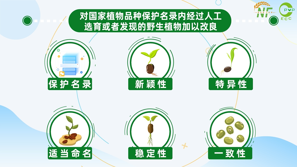 植物新品种培育，推动生物多样性，引领未来绿色发展的核心动力