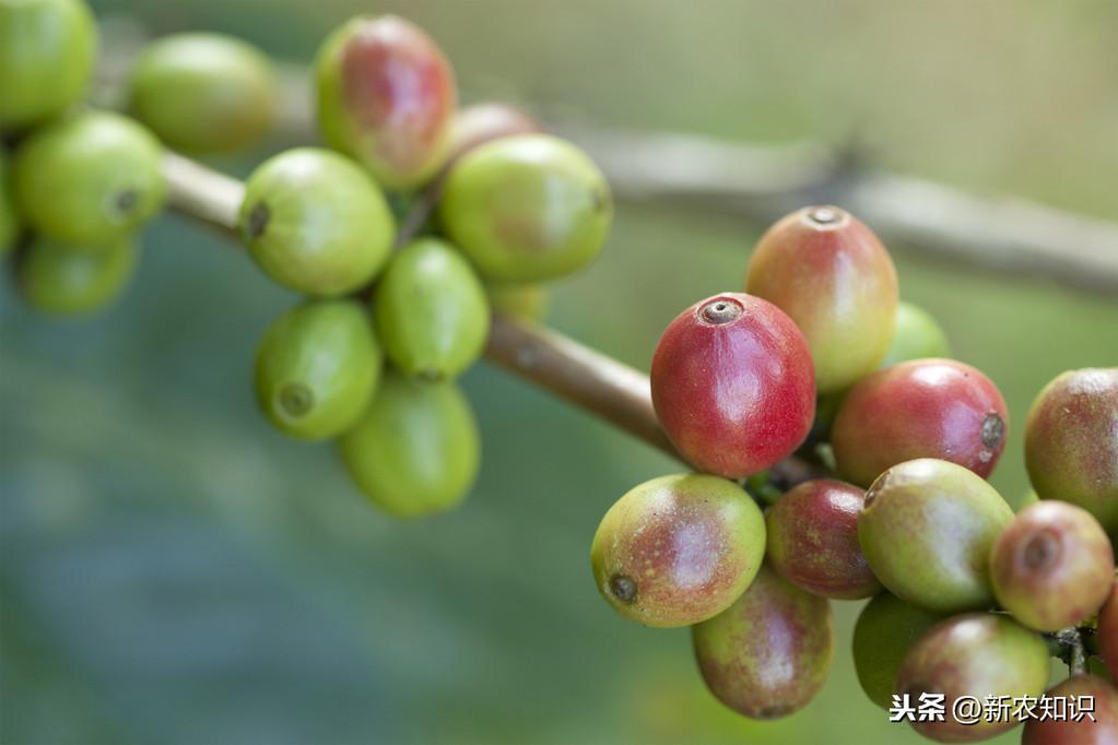 热带植物栽培技术助力经济发展提速