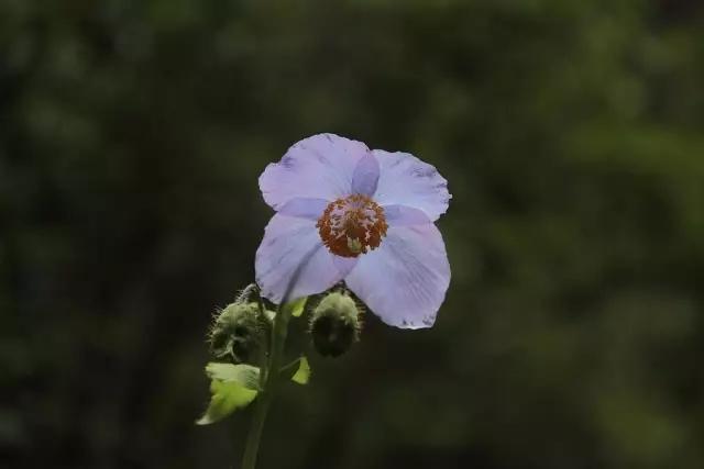 五岁孩童的植物启蒙课，孩子与植物学家的教育之旅