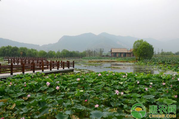 新型灌木群种植技术助力生态修复效率提升