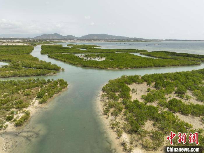 海岸生态修复再现红树林自然美景