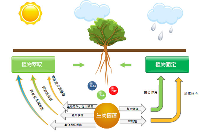 植物复育技术助力退化生态重焕生机