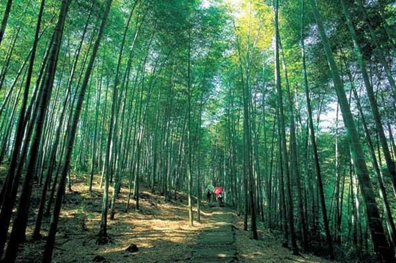 森林负氧离子胜地，健康旅游的新宠