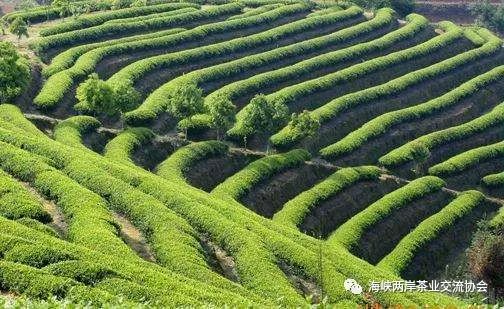 国家植被保护政策促进区域性生态复苏的显著成效