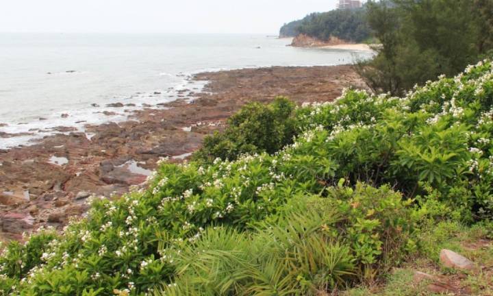 沿海植物群落恢复，生态红利的显现