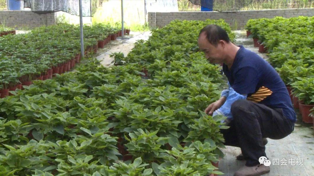 植物生长调控技术助力荒地重生成功