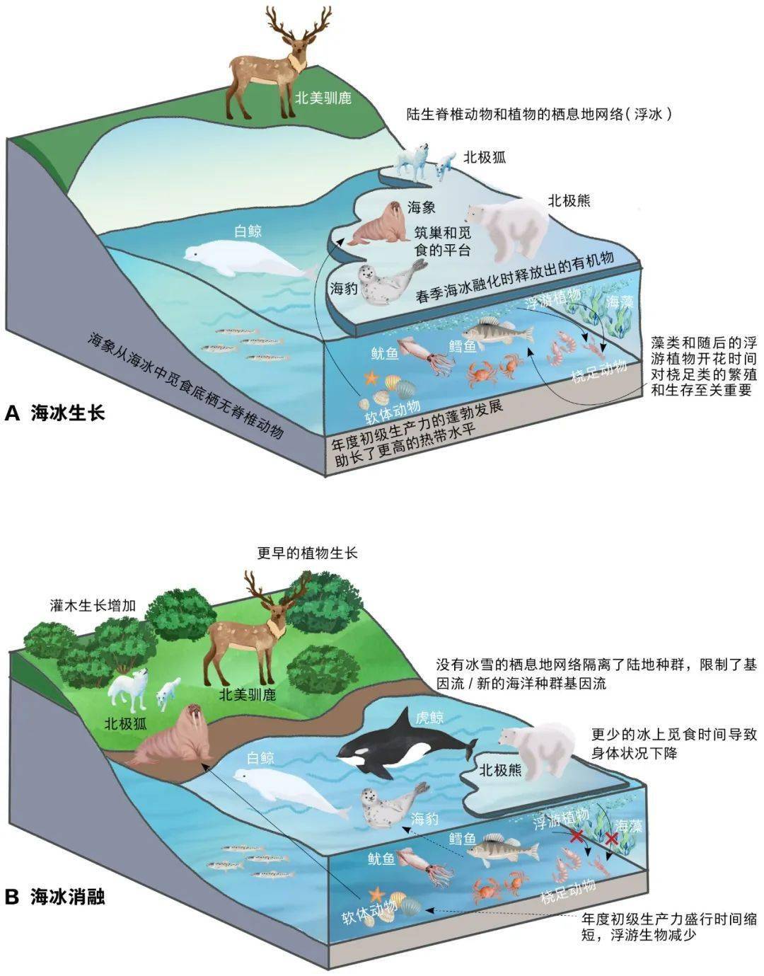 沿海防护带优化设计推动生物共生体系建设