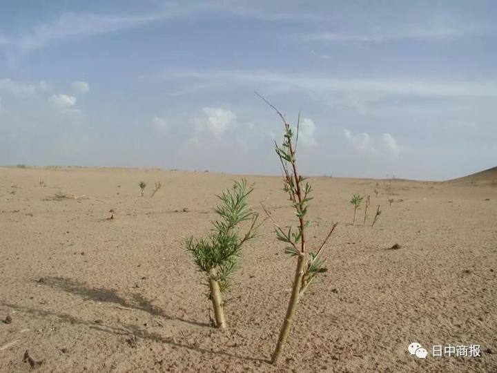 新型耐旱植物推动荒漠变绿洲计划，重塑绿色地球未来