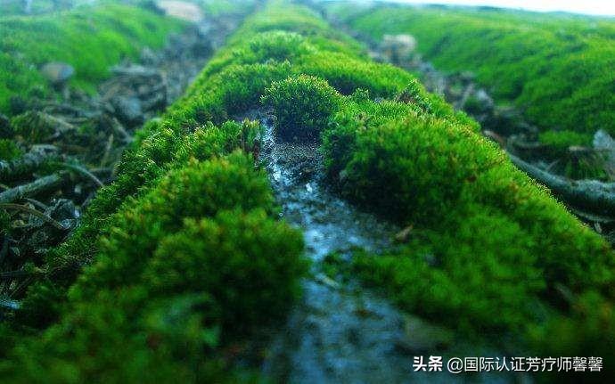 植物疗法获认可，都市人群健康管理的新选择