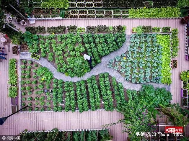 城市屋顶农场试点，实现生态与美观的双赢战略