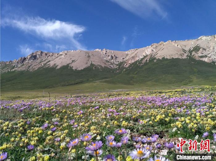 高原植被生态恢复的重大科学突破与研究成果