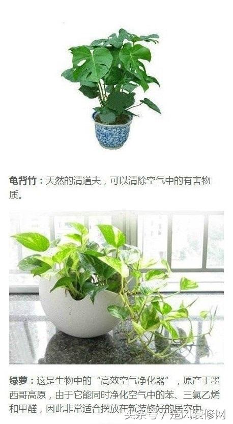 植物成分创新助力室内装修材料优化革新