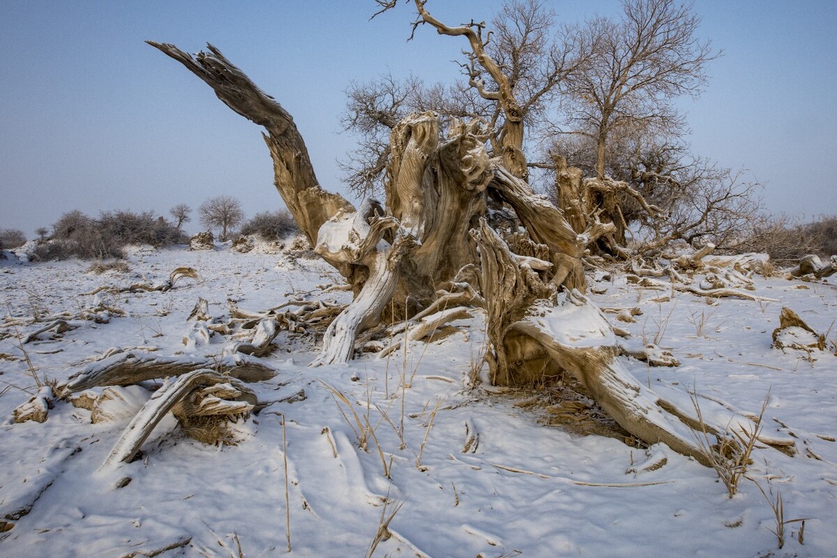 新疆雪后树影，静谧与生机交织的画卷