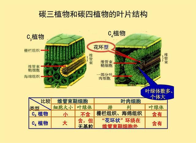 天然植物资源在建筑节能项目中的广泛应用及其优势