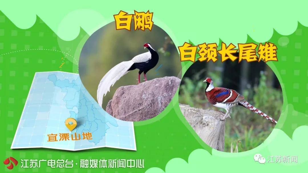 加强生物多样性保护基金设立，守护珍稀物种未来生存之路