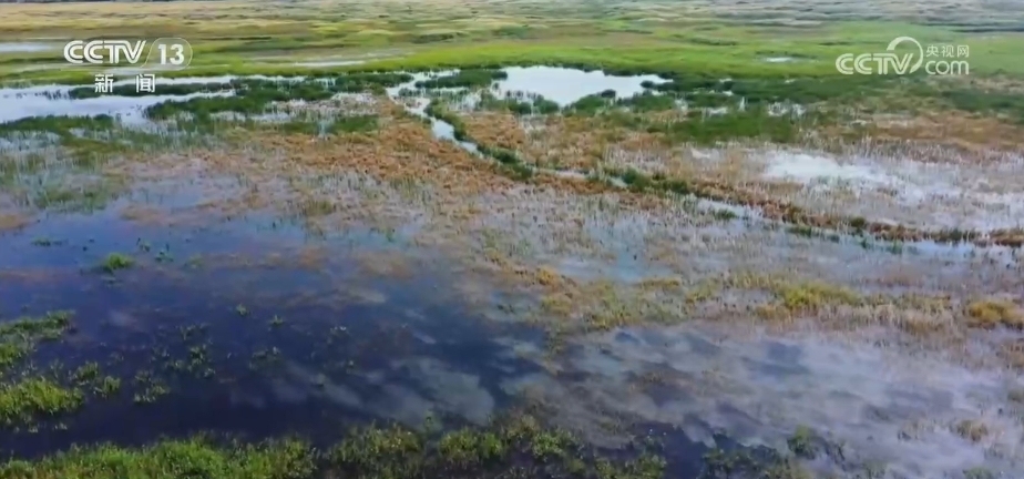 生态修复项目启动，助力退化湿地生态系统恢复