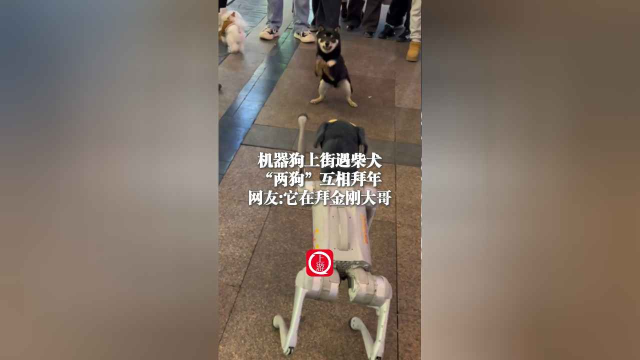 机器狗与柴犬新春偶遇，双犬互拜迎佳节